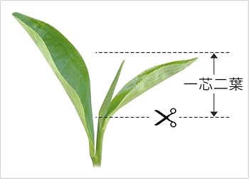 Amazon.co.jp: ネスレ(Nestle) カプセル式 ティーマシン SPECIAL